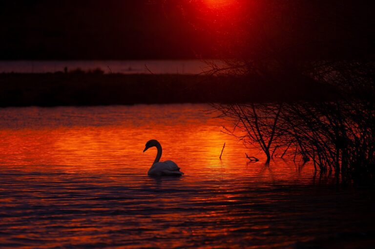 sunrise, water, swan-5011464.jpg